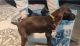 German Shorthaired Pointer Puppies for sale in Union Star, MO 64494, USA. price: NA