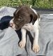 German Shorthaired Pointer Puppies for sale in Shelby, NC, USA. price: NA