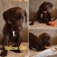 German Shorthaired Pointer Puppies for sale in ST ANTHNY VLG, MN 55418, USA. price: $800