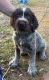 German Shorthaired Pointer Puppies for sale in Honea Path, SC 29654, USA. price: $500