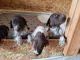 German Shorthaired Pointer Puppies for sale in Hudson, FL 34667, USA. price: NA