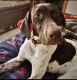 German Shorthaired Pointer Puppies for sale in Brownsville, TX, USA. price: NA