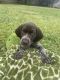 German Shorthaired Pointer Puppies for sale in Baton Rouge, LA, USA. price: NA