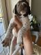 German Shorthaired Pointer Puppies for sale in Huguenot Trail, Virginia, USA. price: $900