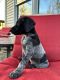 German Shorthaired Pointer Puppies for sale in Hummelstown, PA 17036, USA. price: $700
