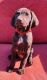 German Shorthaired Pointer Puppies for sale in Hernando, MS 38632, USA. price: NA
