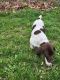 German Shorthaired Pointer Puppies for sale in Warminster, PA 18974, USA. price: $900