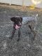 German Shorthaired Pointer Puppies for sale in Omaha, NE, USA. price: $200