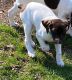 German Shorthaired Pointer Puppies for sale in Peoria, IL, USA. price: NA