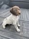German Shorthaired Pointer Puppies for sale in Jamestown, KY, USA. price: $500