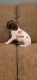 German Shorthaired Pointer Puppies for sale in Rock Hill, SC, USA. price: $800