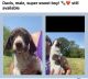 German Shorthaired Pointer Puppies for sale in Wyalusing, PA 18853, USA. price: $1,250