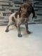 German Shorthaired Pointer Puppies for sale in Brownsville, TX, USA. price: $600