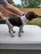 German Shorthaired Pointer Puppies for sale in Tipp City, OH, USA. price: NA