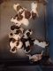 German Shorthaired Pointer Puppies for sale in Fowlerville, MI 48836, USA. price: $80,000