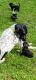 German Shorthaired Pointer Puppies for sale in Houston, TX 77093, USA. price: NA