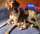 German Shorthaired Pointer Puppies for sale in Elburn, IL 60119, USA. price: NA