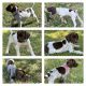 German Shorthaired Pointer Puppies for sale in Peoria, AZ 85381, USA. price: NA