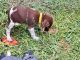 German Shorthaired Pointer Puppies for sale in Otisville, MI 48463, USA. price: $500