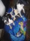 German Shorthaired Pointer Puppies for sale in Monroeville, Upper Pittsgrove, NJ 08343, USA. price: NA
