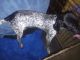 German Shorthaired Pointer Puppies for sale in Monroeville, Upper Pittsgrove, NJ 08343, USA. price: $500