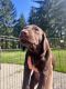 German Shorthaired Pointer Puppies for sale in Mount Vernon, WA, USA. price: NA