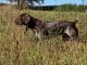 German Shorthaired Pointer Puppies for sale in Elburn, IL 60119, USA. price: $1,000