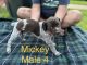 German Shorthaired Pointer Puppies for sale in Germantown, TN, USA. price: $800
