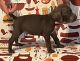 German Shorthaired Pointer Puppies for sale in Weirton, WV 26062, USA. price: NA