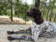 German Shorthaired Pointer Puppies for sale in Tuolumne County, CA, USA. price: NA