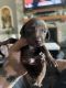 German Shorthaired Pointer Puppies for sale in Oxford, NJ 07863, USA. price: NA