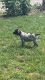 German Shorthaired Pointer Puppies for sale in Morrice, MI 48857, USA. price: NA