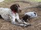 German Shorthaired Pointer Puppies for sale in Reno, NV, USA. price: NA