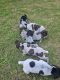 German Shorthaired Pointer Puppies for sale in 265 Mountain Creek Dr, Maysville, GA 30558, USA. price: $800