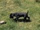 German Shorthaired Pointer Puppies for sale in Eugene, OR, USA. price: NA