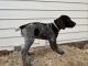 German Shorthaired Pointer Puppies for sale in Peyton, CO 80831, USA. price: $300