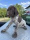 German Shorthaired Pointer Puppies for sale in 388 Lanefield Rd, Warsaw, NC 28398, USA. price: $1,200