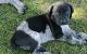German Shorthaired Pointer Puppies for sale in 16476 Old Creal Springs Rd, Marion, IL 62959, USA. price: $1,000