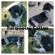 German Shorthaired Pointer Puppies for sale in Marion, IL, USA. price: $1,000