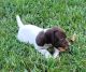 German Shorthaired Pointer Puppies for sale in Bardstown, KY 40004, USA. price: $300