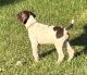 German Shorthaired Pointer Puppies for sale in Independence, IA 50644, USA. price: NA