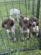 German Shorthaired Pointer Puppies for sale in Ogden, IA 50212, USA. price: $800