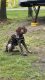 German Shorthaired Pointer Puppies for sale in North Canton, OH, USA. price: $750