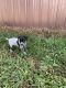 German Shorthaired Pointer Puppies for sale in Soddy-Daisy, TN, USA. price: $500