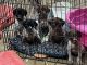 German Shorthaired Pointer Puppies for sale in Corpus Christi, TX, USA. price: $900