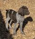 German Shorthaired Pointer Puppies for sale in Gunnison, CO 81230, USA. price: $1,000
