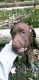 German Shorthaired Pointer Puppies for sale in Brookville, PA 15825, USA. price: $250