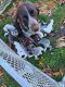 German Shorthaired Pointer Puppies for sale in Mt Pleasant, MI 48858, USA. price: $700