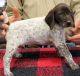 German Shorthaired Pointer Puppies for sale in Gladwin, MI 48624, USA. price: $800