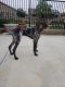 German Shorthaired Pointer Puppies for sale in Menifee, CA, USA. price: $1,000